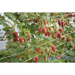 Odmiana Przehyba z sadzonek long cane - przehyba_z_sadzonek_long_cane[1].jpg
